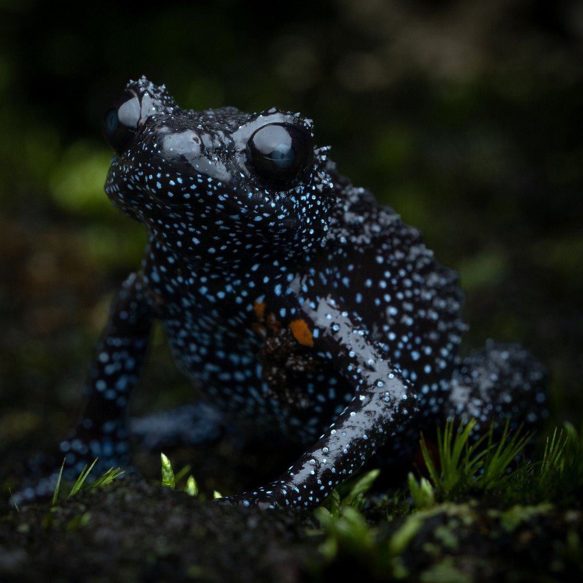 AMAZlNGNATURE's tweet photo. This is the galaxy frog, named for its star-like markings

Their dark skin is speckled with bright blue spots and vivid orange markings that resemble a star-filled sky https://t.co/Eosr3eJKQ7