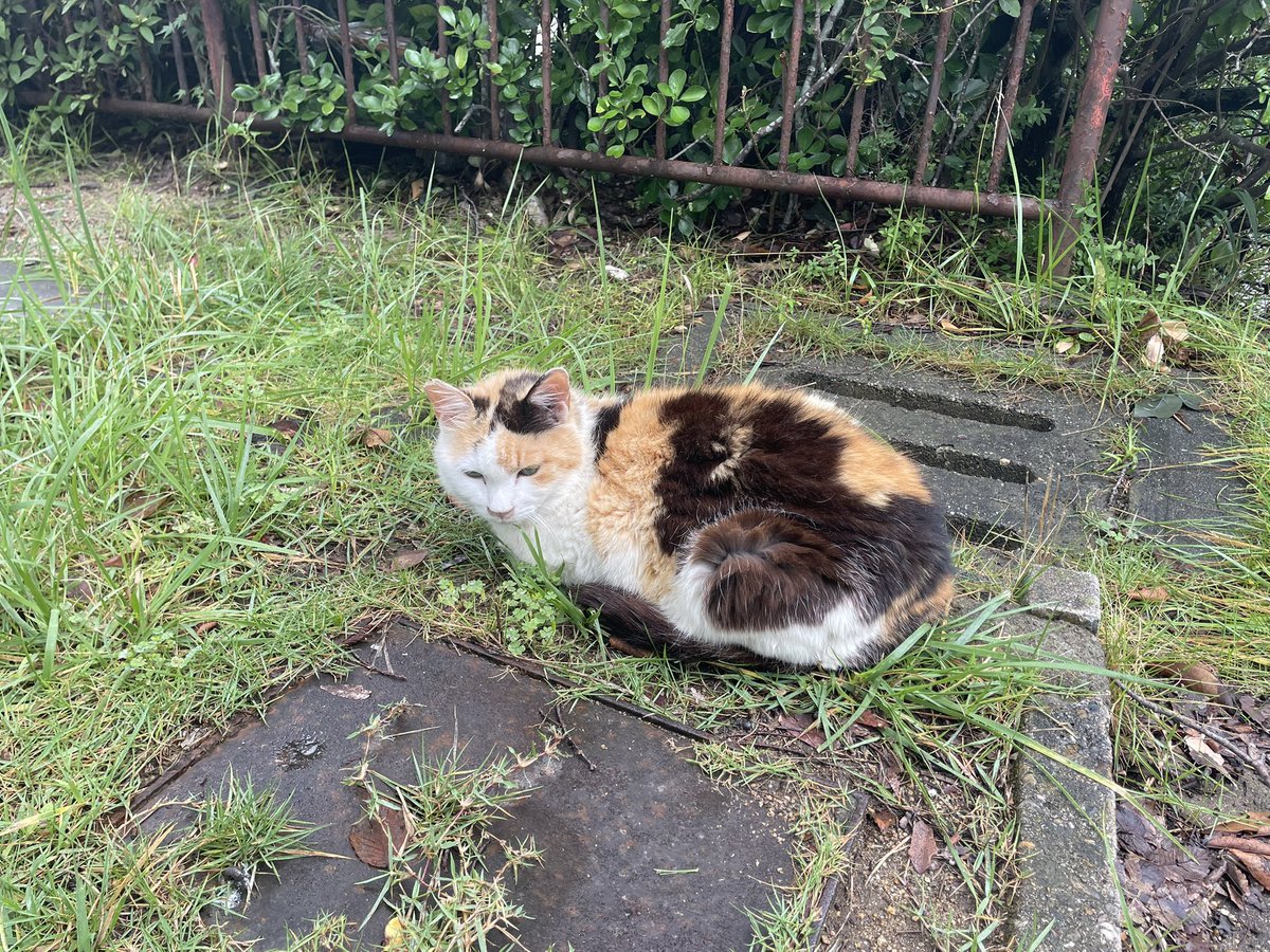 Sanpo_fx's tweet photo. 【6月第5週】−0.8pips（35回）
【6月】＋23.9pips

今週はガチャガチャ��味
反省して来月へ
6月お疲れ様でした🐈 https://t.co/vNs2ZvL2IA