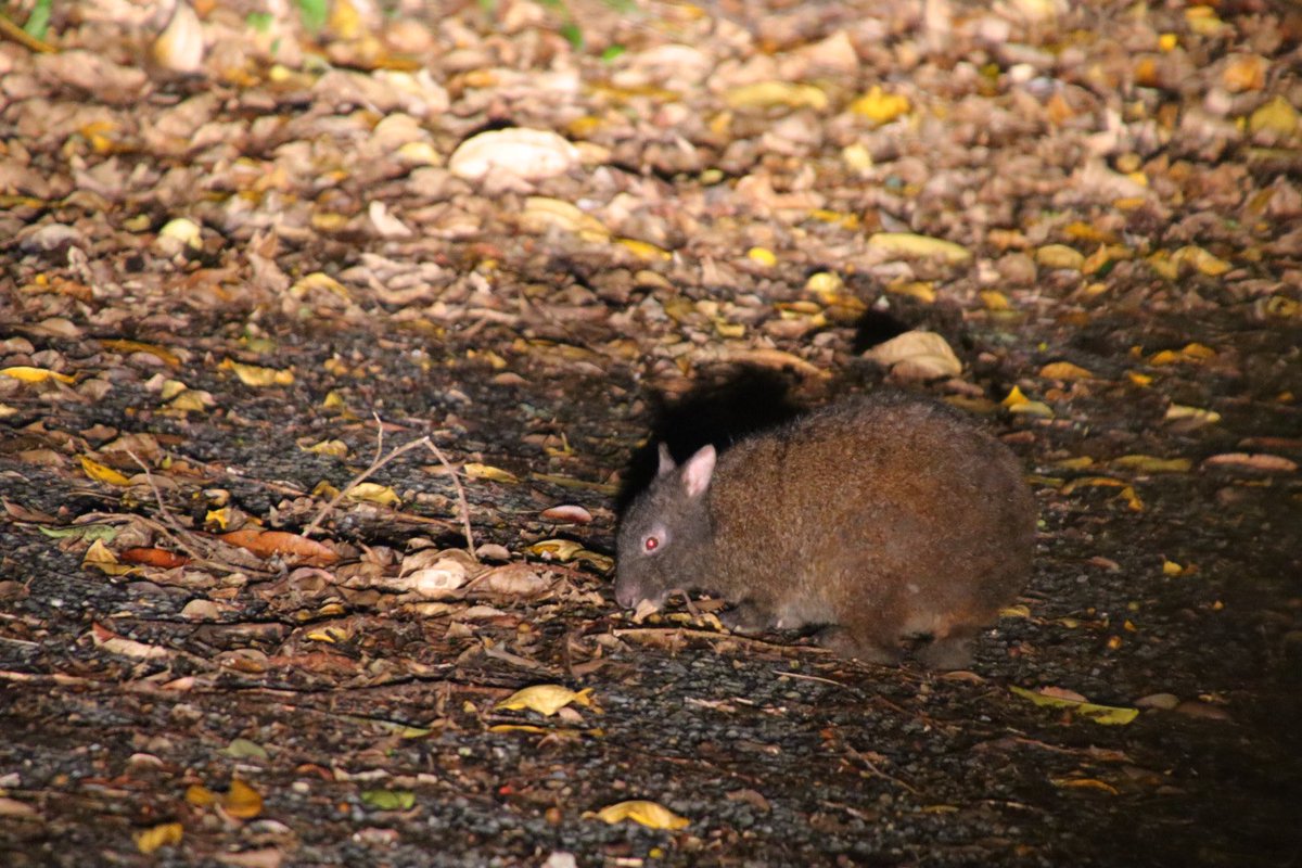 _future22_'s tweet photo. 絶滅危惧種になってるアマミノクロウサギちゃん....葉っぱ食べてるとことても可愛かった!!島にいる間に見れてほんとに良かった🐰❤️ https://t.co/PNK2SGXbeJ