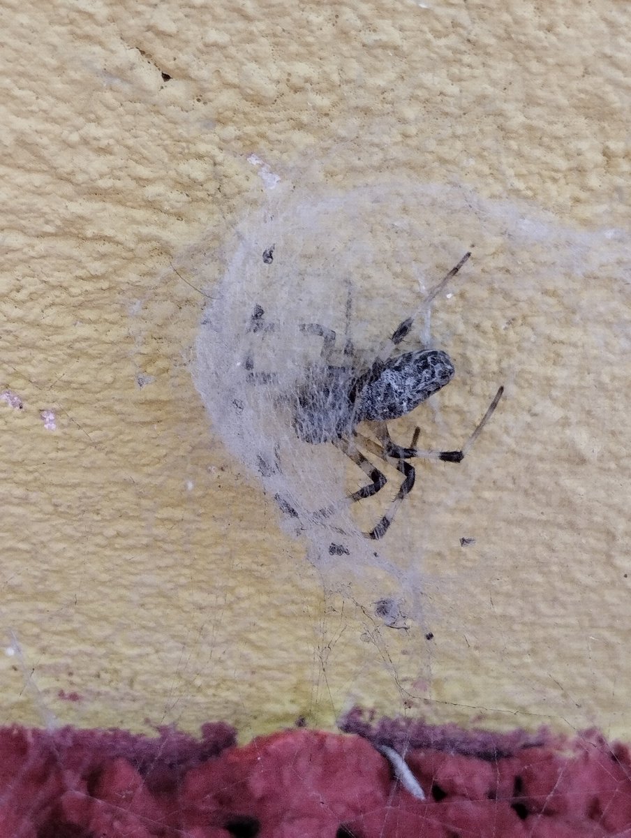 troienw_caos's tweet photo. Eu tenho certeza que aranhas são espiãs, igual os mosquitos de banheiro. (Inclusive essa era linda) https://t.co/6ukEE1OolT