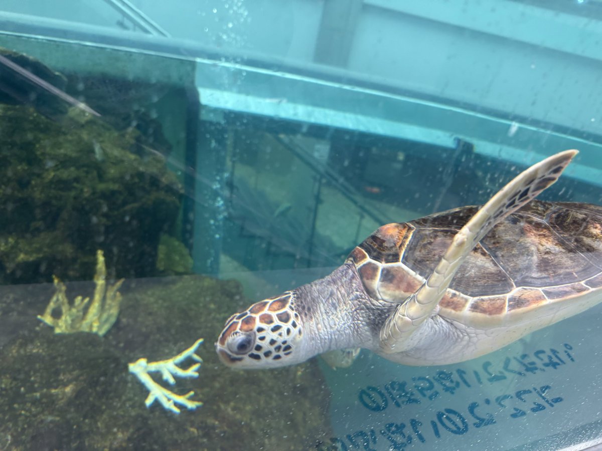 _future22_'s tweet photo. 台風の時にはウミガメさんも見に行った🐢❤️ https://t.co/bF7legkQuQ