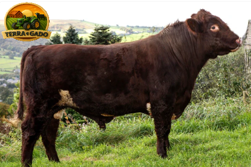 terraegado's tweet photo. 🐂 Sêmen Beef Shorthorn Stoneyroyd Jacobite Matrix P
Genética canadense de alta marmorização!   Melhorando o rebanho? Comenta o que precisa! https://t.co/VYvrg5mc8x