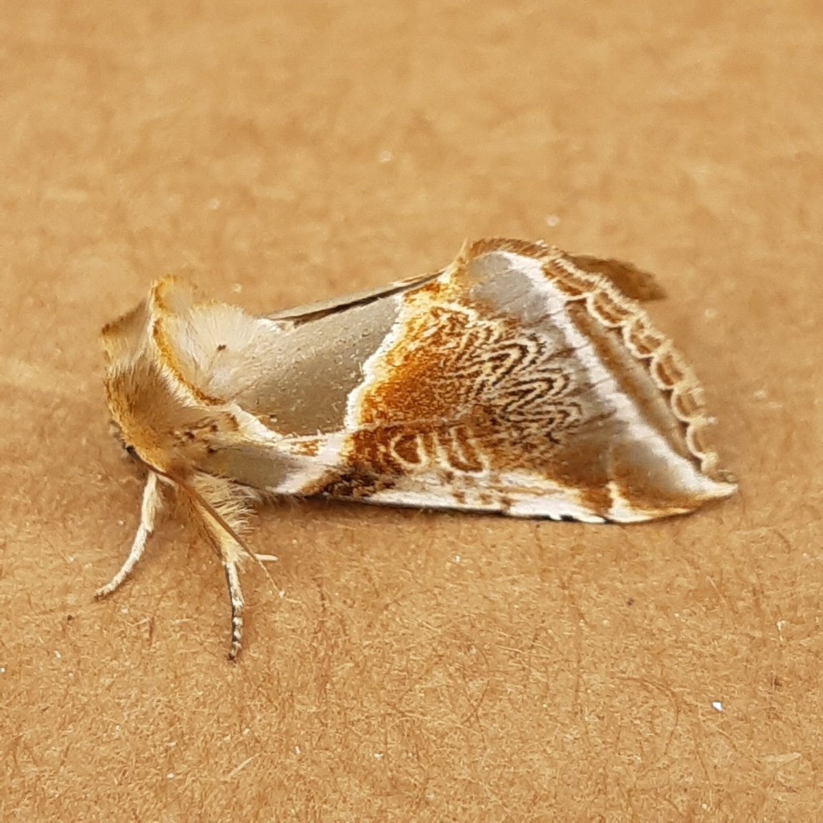 SteveBotham6's tweet photo. Some beautiful Moths last night, 90 odd Sp again.
Black Arches, Ruby Tiger, Iron Prominent and Buff Arches
https://t.co/iGuiHgsaaZ https://t.co/py0yJ4ZcfG