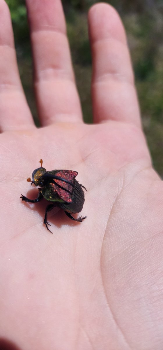 Mike_Nepo's tweet photo. @jizrae @NaviGoBoom Here he is, Mr. Armitage Scarab. What does he have to do with this A Salt pisstool? https://t.co/a4d582FUJz