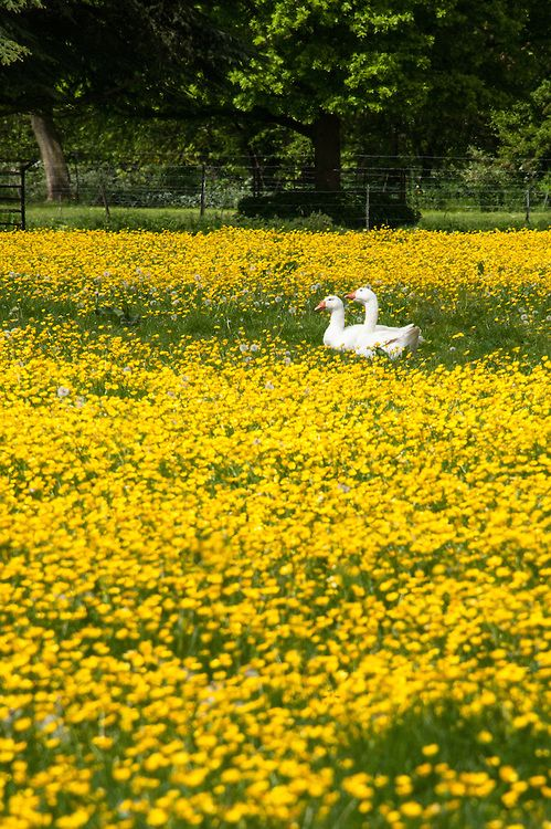 lavieestbelIe's tweet photo. Flower fields 💌 https://t.co/kBHYzdekAA
