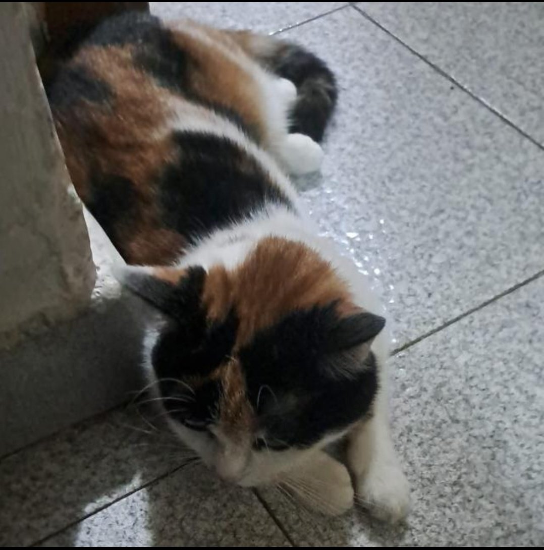 Star_void505's tweet photo. Bonito gatito https://t.co/gFJeG4crge