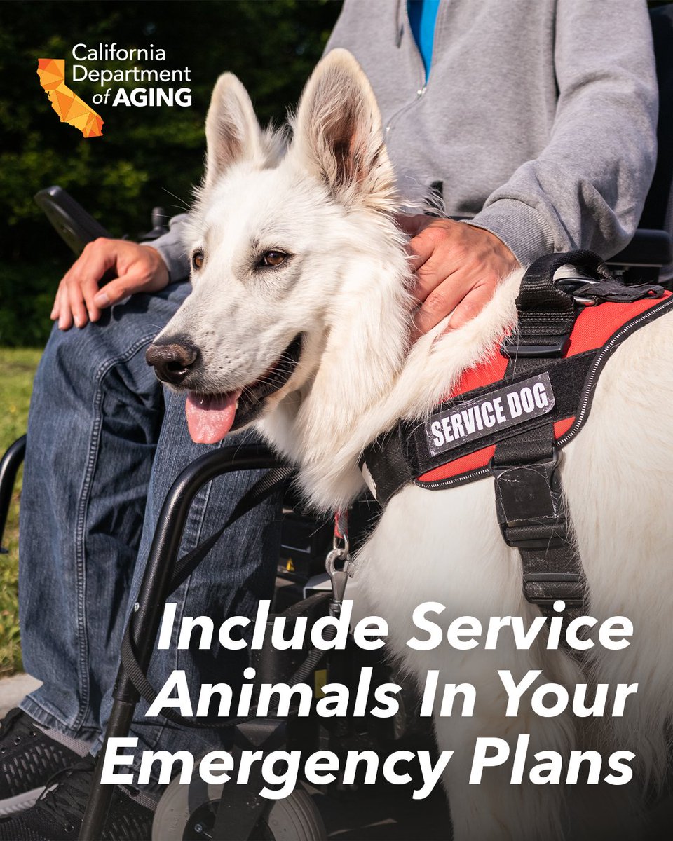 CalAging's tweet photo. If you have a service dog, make sure your emergency plan includes them too:
🐾 Pack their food, water, &amp; meds
🐾 Keep vaccination &amp; service papers handy
🐾 Know your transport &amp; shelter options that accept service animals

🔗 Start your plan: https://t.co/HNw78u2NN9 https://t.co/rrQmakcM5H