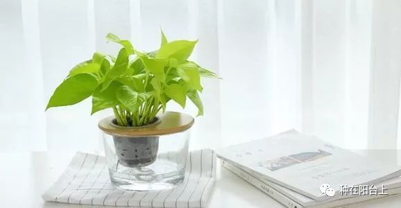 MeroyB39254's tweet photo. Pro tip for your pothos: Water only when the top 2 inches of soil feel dry to keep it thriving! https://t.co/BlDPcrfl7T