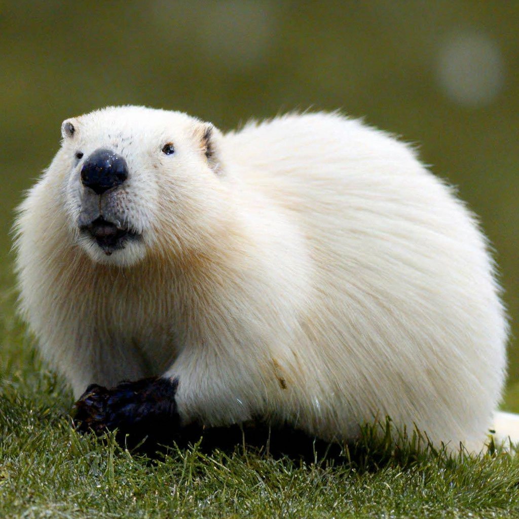 AMAZlNGNATURE's tweet photo. Albino beavers are among the rarest sights in the wild

Their white fur is caused by a lack of melanin, making them far more visible to predators than typical brown beavers https://t.co/C57gDs4cWe