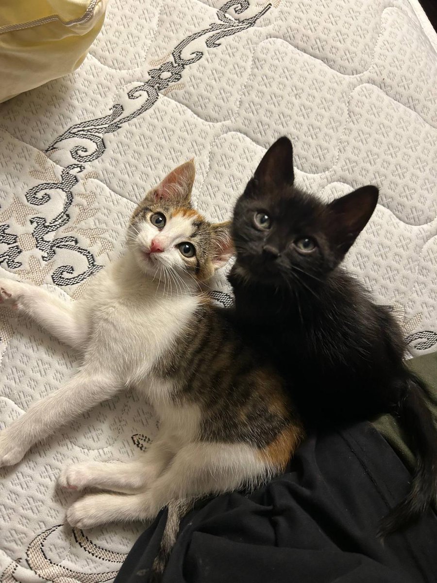 MBelyj2972's tweet photo. СРОЧНО ОДЕССА!
Выкинули котят на дороге мальчик и девочка, возраст примерно 2 месяца.
+380 63 961 82 59 Ника https://t.co/mAvfWQuud3