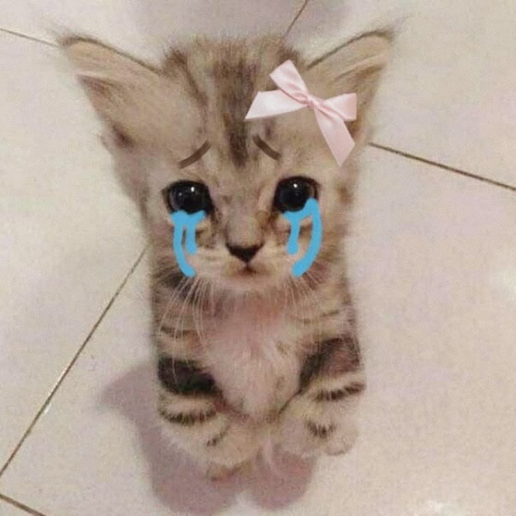 mkfold's tweet photo. gemeees bgt my mochi🥺🍡🩷🐈 wanna bite him https://t.co/lfe9m8Ihus
