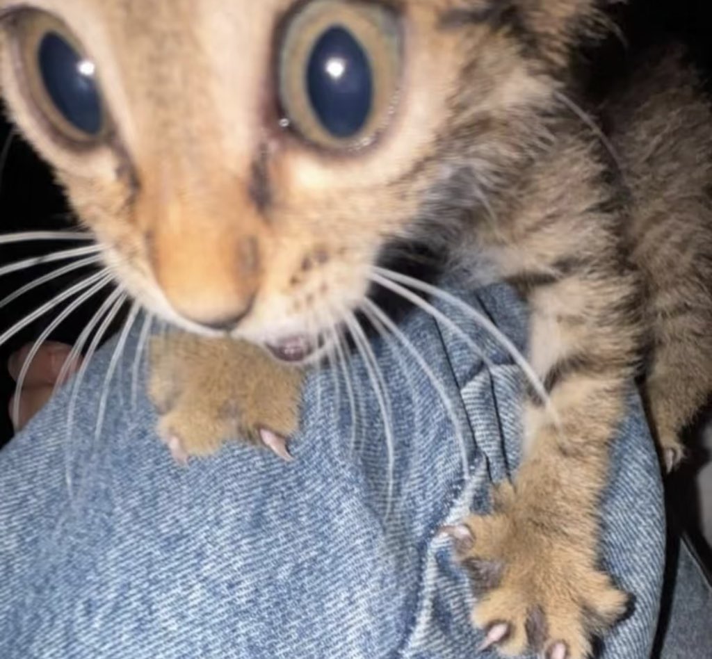 twaniimals's tweet photo. https://t.co/vZSeDBFQGW