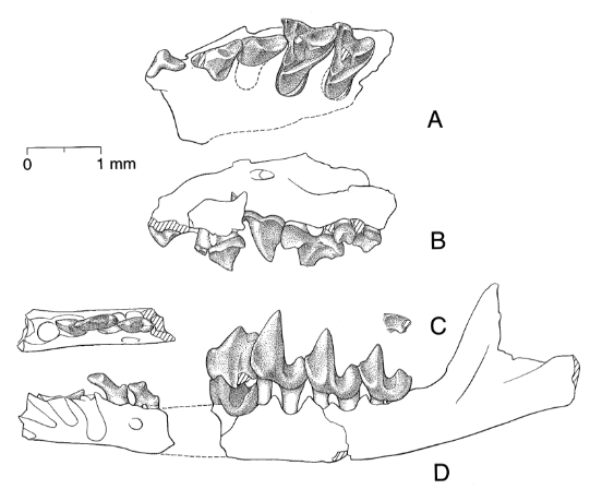 PaleontologieFr's tweet photo. 📰de 1998
🐭Minuscule #mammifère de l’#Éocène, #Batodonoides vanhouteni (53 Ma) est l'un des plus petits connus ! 🇺🇸
Ses dents🦷#fossiles indiquent un poids inférieur à celui de tous les mammifères connus (~1,3 g).
#Mammalia
📰https://t.co/oKt7ESCnSQ
🔎https://t.co/8lUzr2O6Li https://t.co/F3Pp4kNqoM