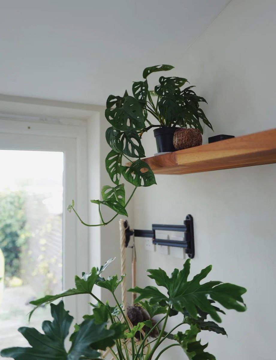 cz1YmPg23rBU8bI's tweet photo. Pro tip for pothos lovers: Let the top 2 inches of soil dry before watering! It’s low-maintenance, just like your cozy weekend plans. https://t.co/RntlsPDXFj