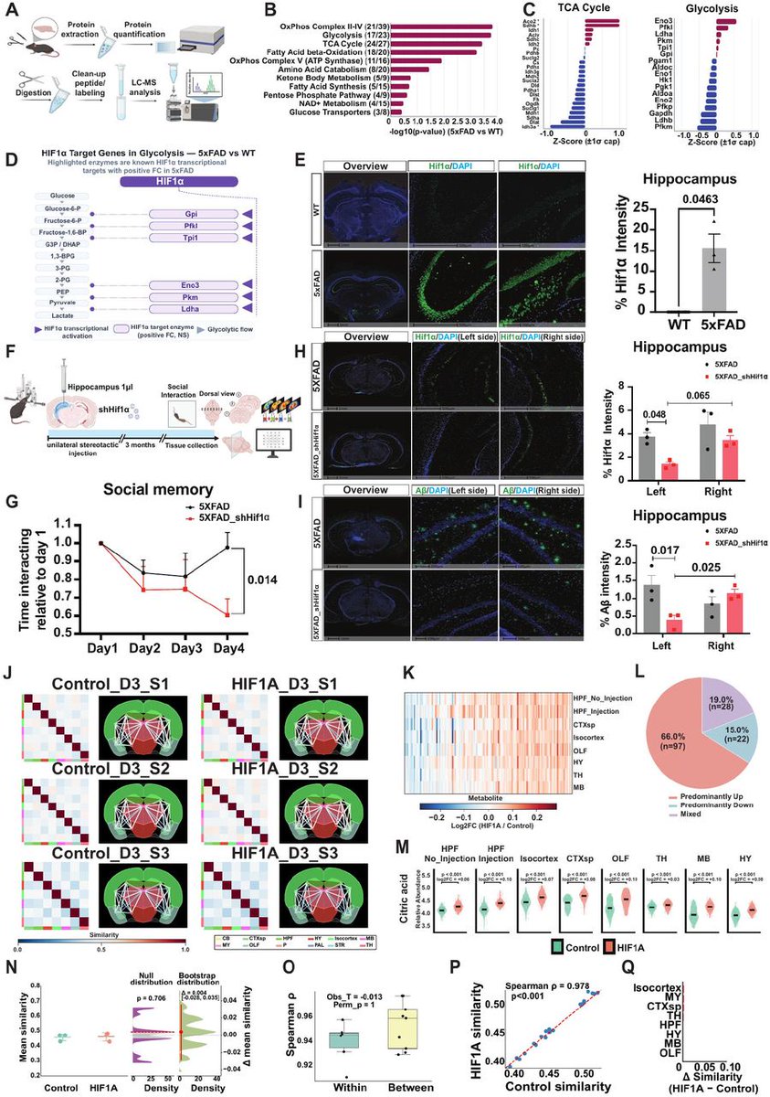 RCSunlab's tweet photo. Spooky action at a distance of the mouse brain.

Our new preprint shows that brain metabolism is organized as a coherent network. Local intervention in one region can normalize metabolism across distant but metabolically similar regions — even in an Alzheimer’s model — without direct gene or plaque changes there.
We don’t yet know the mechanism, but we tested it with two different challenges and saw clear network-level metabolic normalization.

How we got there (MALDI imaging → conclusion):

Mapped the spatial metabolome across 12 major mouse brain divisions using MALDI imaging + Allen Brain Atlas registration.

Defined metabolic coherence as an optimal-transport-derived inter-regional metabolite similarity metric. Hippocampus emerged as a hub with high similarity to cortex, thalamus, hypothalamus, etc.

In the 5xFAD amyloid model, individual metabolites and lipids changed dramatically (mitochondrial dysfunction signatures), yet the overall inter-regional coherence structure stayed largely preserved. Metabolites shifted in a coordinated way that maintained network relationships.

Targeted the left hippocampus with two distinct local interventions: lentiviral shHIF1α knockdown and neuronal AAV-AOX expression.

Both challenges normalized metabolites at the injection site. More strikingly, normalization extended to distal regions sharing high metabolic coherence — even though gene modulation and amyloid plaque reduction remained strictly local.

Network-level metabolic rescue was accompanied by improved social memory. Coherence itself was preserved.

Bottom line: Metabolic coherence functions as essential “spooky action at a distance” — a network property that allows coordinated metabolic responses across anatomically distant brain regions.

This opens new ways of thinking about how local perturbations (or therapies) can influence distributed brain networks in health and disease.

https://t.co/mQHF56D73Q
