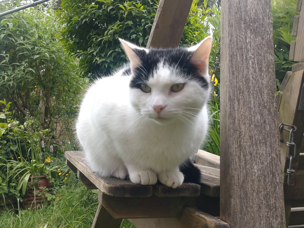 IllusiveEv's tweet photo. #TamTuesday 
#CatsOfTwitter 
#CatsOfX https://t.co/skgGPNOqRC