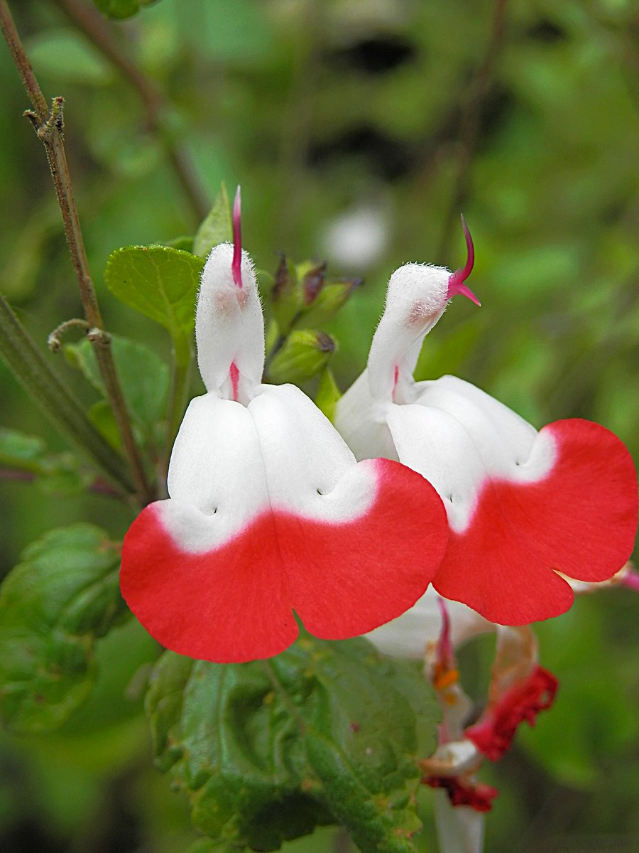 Skog200's tweet photo. Some of the salvias are starting to bloom ..they seem later this year ..maybe because of the cold spell in May/June ..but it warmed up a bit for them last week 😀 https://t.co/3sHh5AcsHz