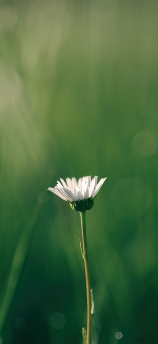Harshpr15's tweet photo. 🌼 🤓 ✋ 💌 👌 😁 Not every dip is a disaster, discipline creates freedom, and reduce one source of noise. https://t.co/4gIPE5WPJO