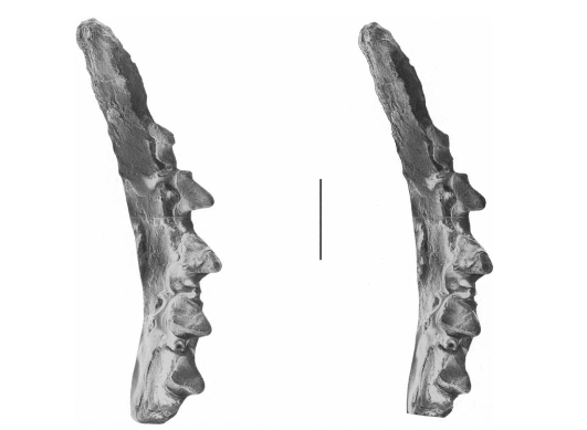 PaleontologieFr's tweet photo. 📰de 1998
🐭Minuscule #mammifère de l’#Éocène, #Batodonoides vanhouteni (53 Ma) est l'un des plus petits connus ! 🇺🇸
Ses dents🦷#fossiles indiquent un poids inférieur à celui de tous les mammifères connus (~1,3 g).
#Mammalia
📰https://t.co/oKt7ESCnSQ
🔎https://t.co/8lUzr2O6Li https://t.co/F3Pp4kNqoM