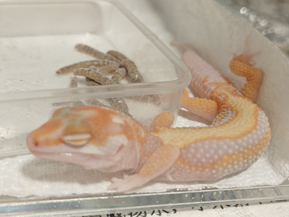 Evanluohi's tweet photo. I'd love to see everyone's pet leopard geckos. I'm also curious about the market prices of leopard geckos across different regions worldwide, as well as people's breeding experiences and insights. Would anyone be willing to share? https://t.co/YvlVGgdZDL