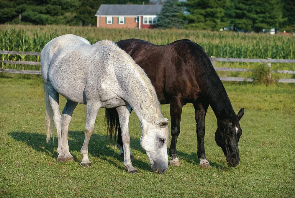 NovickDvm's tweet photo. Is your senior horse struggling to maintain weight?

A thorough veterinary exam, bloodwork, proper feeding management, and a balanced senior diet can make a remarkable difference. Read more on the topic here:https://t.co/o8ohDwmX4d #horses #horsecare #veterinarian https://t.co/U4QVzE8z7s