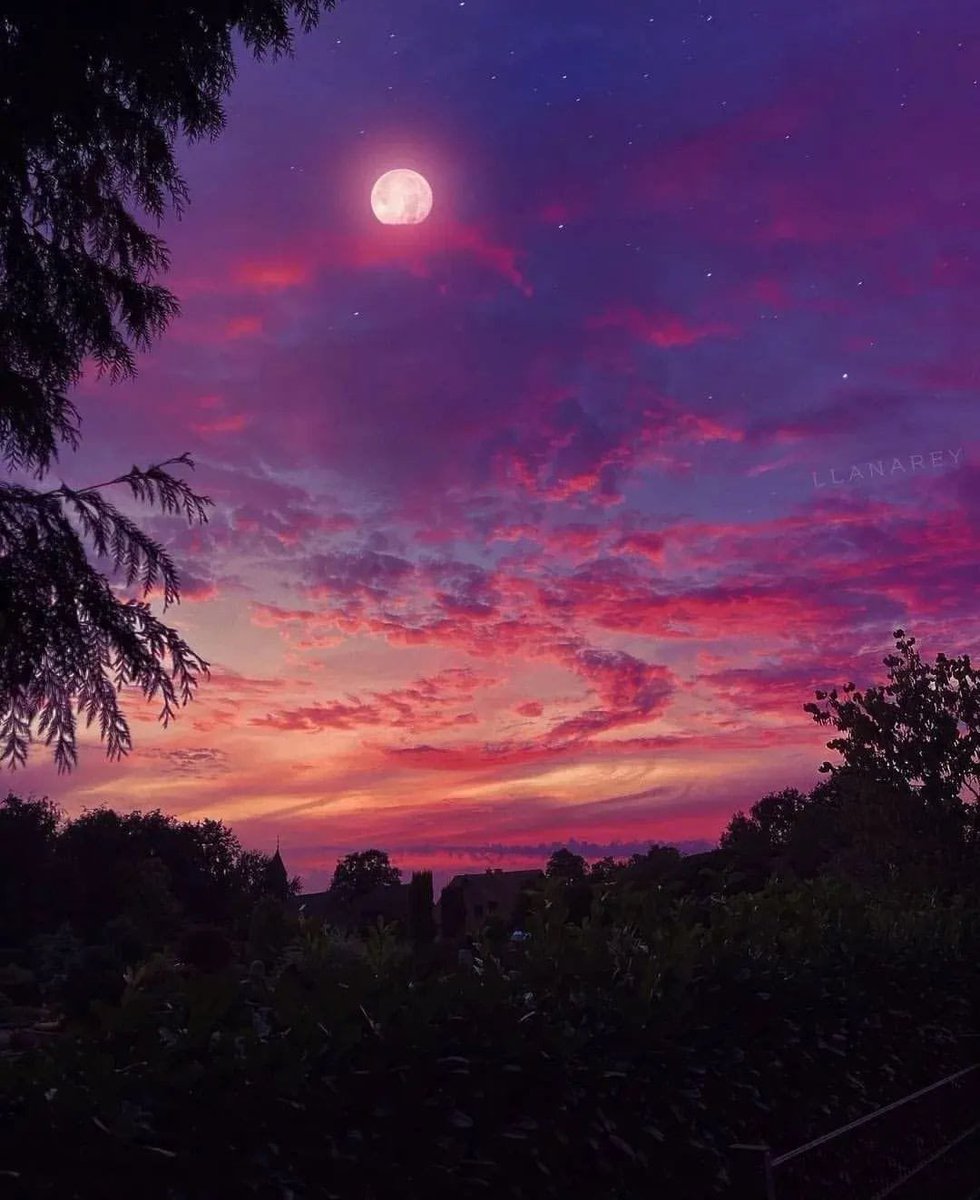 bloomele_'s tweet photo. pink sky https://t.co/Lgf5ucr3wL