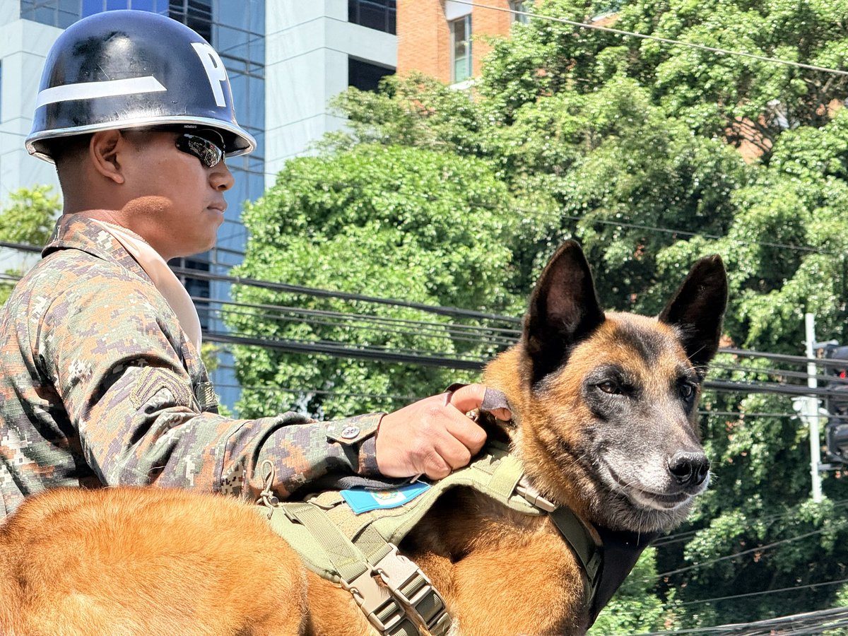 Ejercito_GT's tweet photo. 155 años de historia, servicio y compromiso con Guatemala 🇬🇹

La Unidad Canina del Ejército de Guatemala hace su paso en el #DesfileMilitar, demostrando la disciplina, entrenamiento y capacidad de sus binomios caninos, preparados para apoyar en misiones de seguridad, búsqueda, localización y otras operaciones especializadas al servicio de la nación.

En el marco de la conmemoración del 155.º Aniversario de la Gesta Revolucionaria de 1871 y Día del Ejército de Guatemala, estos equipos reflejan el profesionalismo y compromiso de quienes trabajan por la seguridad y el bienestar de todos los guatemaltecos.

#DíaDelEjército🇬🇹 #EjércitoGT #155Aniversario #Desfile