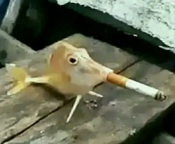 sasamajkemi's tweet photo. He looks like a fish

#gachiakuta170 https://t.co/CjfG6wyA4t