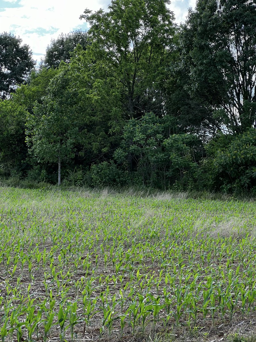 PaulAnonymous6's tweet photo. @wakenminds Cornfield Antietam https://t.co/lMA1Swj5Ng