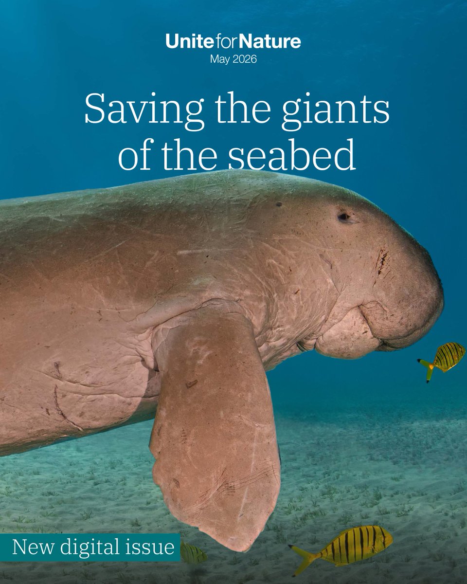 IUCN's tweet photo. 🌏 The latest issue of Unite for Nature is here!

From protecting dugongs to restoring the landscapes around Petra, discover inspiring conservation stories, global initiatives and collaborative solutions driving change for nature.

https://t.co/tuAN9HIdIG

📖 #UniteForNature 🌿🤝 https://t.co/iu4tTHqVIR