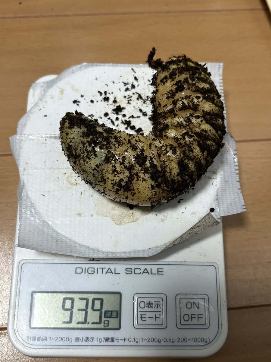 shin2ro216's tweet photo. ネプチューンオオカブトのマット交換

あー…やってしまった　♂が１頭曲がって羽化しておる😭
まあ、羽化ズレ無しでペアリングできそうで良いか…

だいたい♂は90〜100gくらい
一応ネプチューンっぽいサイズにはなるかな🥺 https://t.co/Of2zXLGBoH