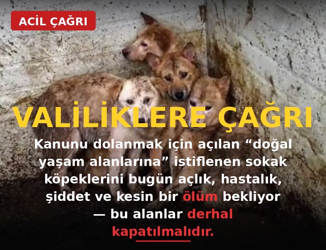 hhplatformu's tweet photo. 📣Valiliklere Çağrı: Kanunu dolanmak için açılan “doğal yaşam alanlarına” istiflenen sokak köpeklerini açlık, şiddet ve kesin bir ölüm bekliyor. Derhal kapatın bu alanları!

Bu dilekçeyi göndererek ve dilekçe kampanyasını paylaşarak bana destek olur musun?🙏 

https://t.co/LNc7L2fg9s