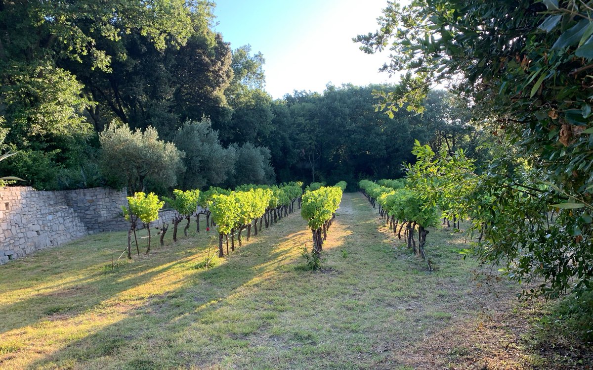 JMCambaceres's tweet photo. Les vignes souffrent de la canicule. Heureusement la moitié des parcelles du #GFAmasMathieu ont l’arrosage goutte à goutte. De plus, il a fait une averse hier autour du #PicSaintLoup et entre #Sommières et @Quissac30260. Malgré la crise du secteur viticole: «nous maintiendrons». https://t.co/VPxN9AWunm