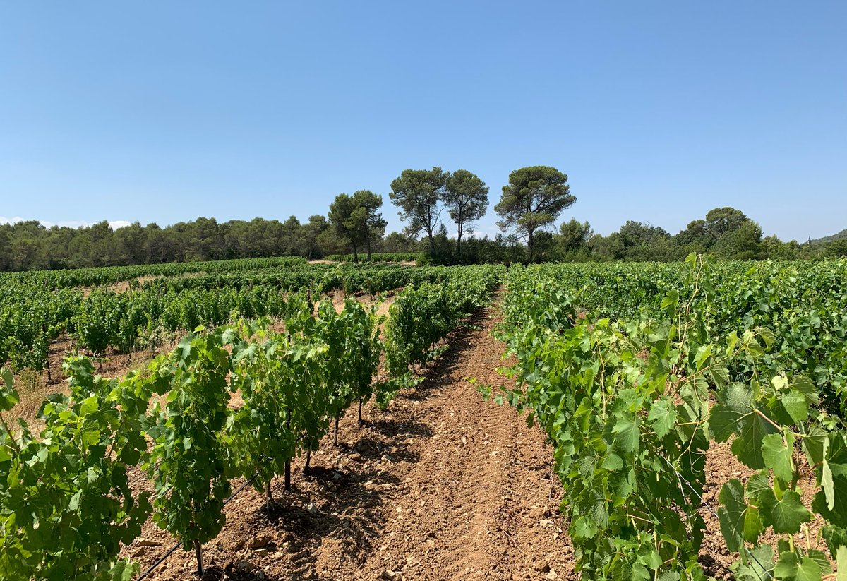JMCambaceres's tweet photo. Les vignes souffrent de la canicule. Heureusement la moitié des parcelles du #GFAmasMathieu ont l’arrosage goutte à goutte. De plus, il a fait une averse hier autour du #PicSaintLoup et entre #Sommières et @Quissac30260. Malgré la crise du secteur viticole: «nous maintiendrons». https://t.co/VPxN9AWunm