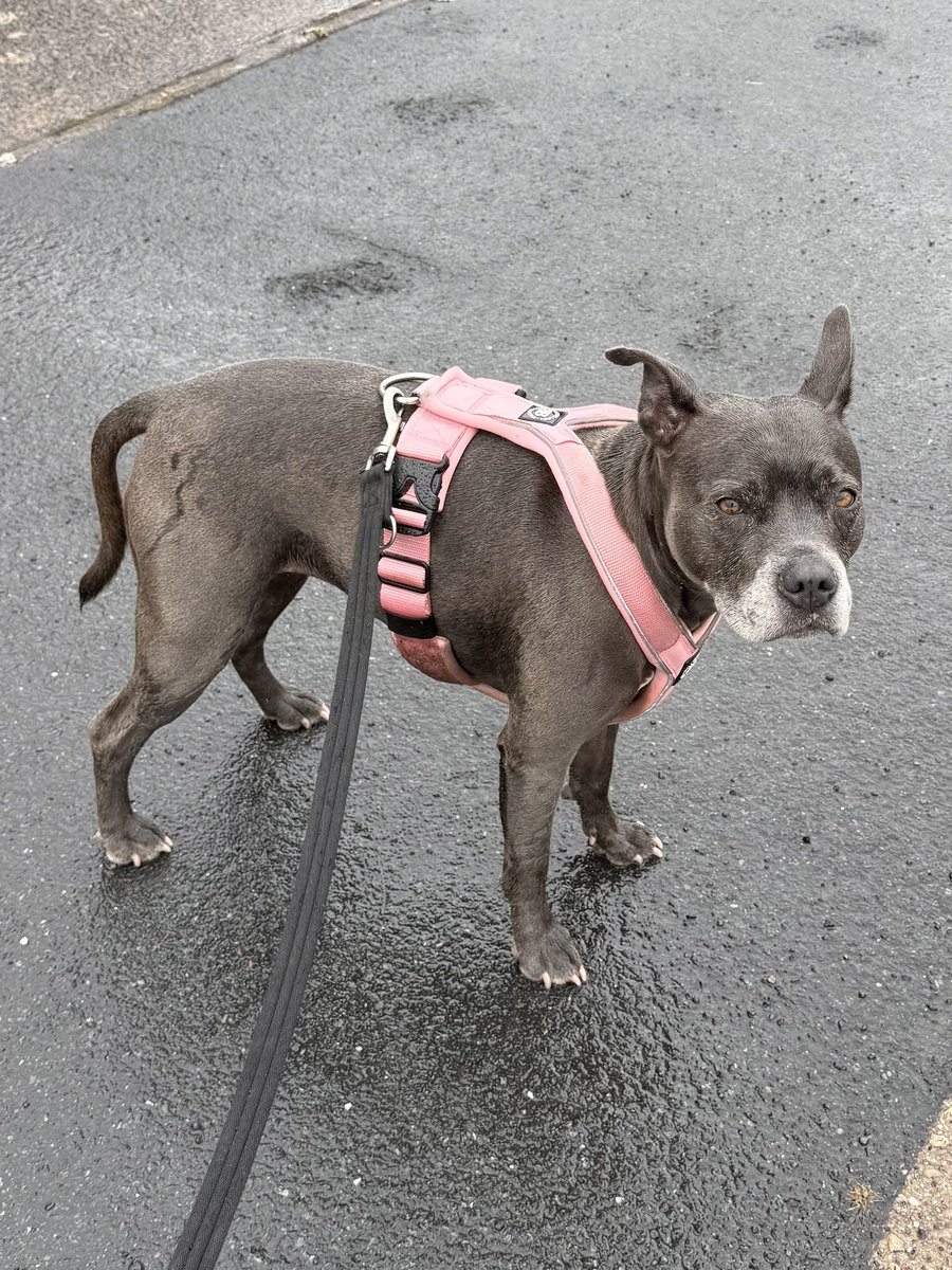 IsaMary2021's tweet photo. It rained this afternoon so we went Walkies.   Funny we didn’t bump into any of those people who walked their dogs in the heatwave! 🌧️🙄❤️
#IsaMary #CoolDogs https://t.co/VlaEzJETYD