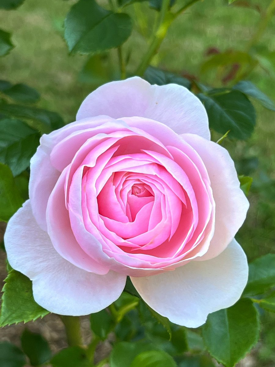 Conjure_18's tweet photo. おはよ〜ん

7月の薔薇🌹

今月も宜しくお願いします*･゜ﾟ･☘️*:.｡..｡.:*･''･*:.｡. .｡.:*･゜ﾟ･* https://t.co/scWUfxWWkG