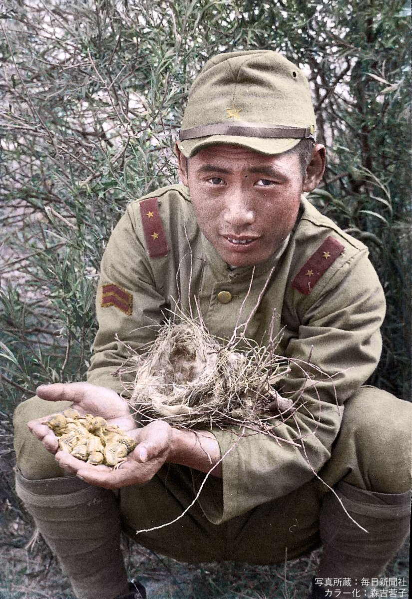 hwtnv's tweet photo. 87年前の今日。1939年7月1日，ノモンハン事件の前線にて，モズの巣を見つけて喜ぶ陸軍兵士。飛石カメラマン撮影。毎日新聞社所蔵の高精細写真をカラー化したもの。 https://t.co/qozxBEj1ji