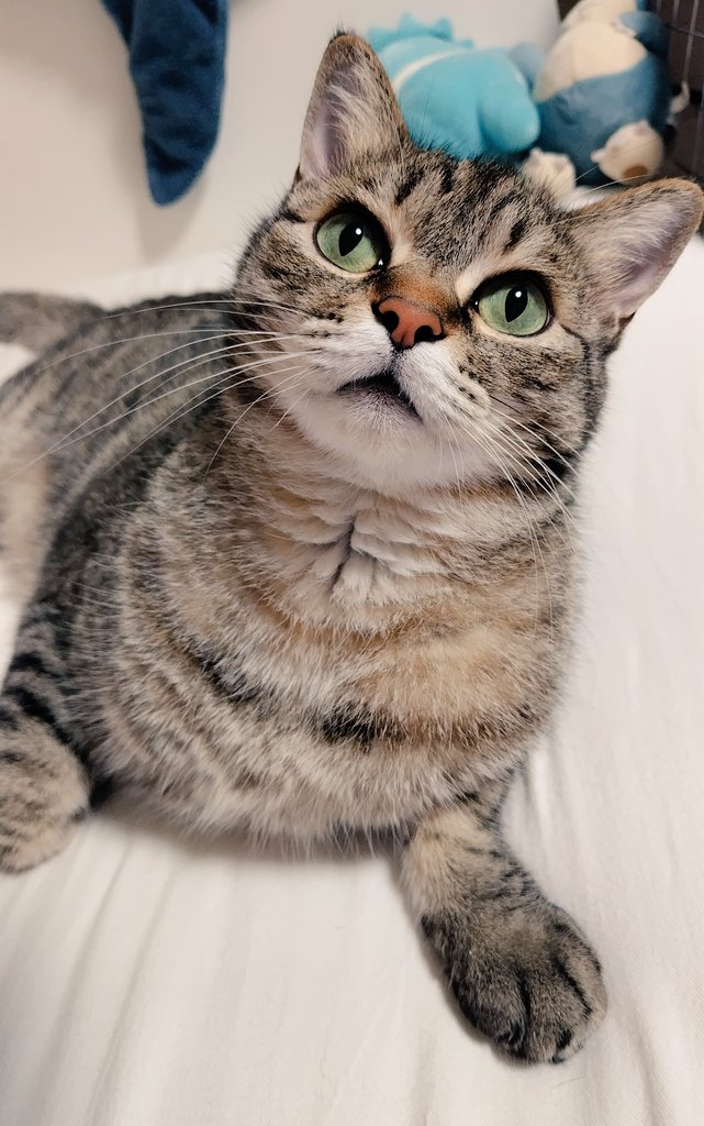 ゴロー🐾 (@cat_56chan) / Posts / X