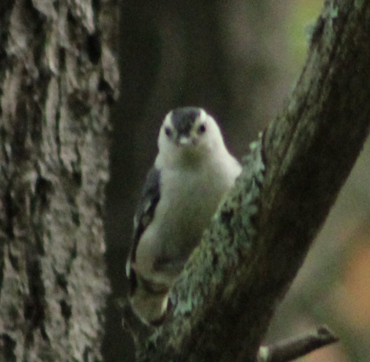 Mentally deranged nuthatch 𓅫 tweet media