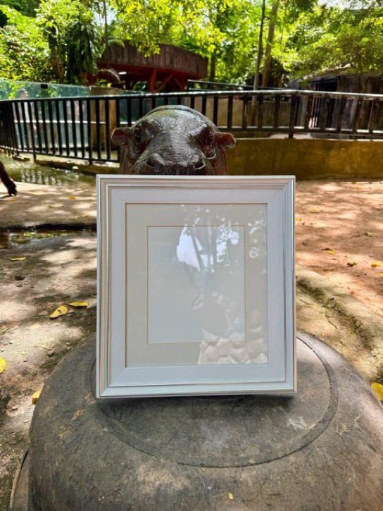 MooDengSOL's tweet photo. It’s Moo Deng’s birthday soon! 🎉

Check out these custom Moo Deng tail prints dropping for her Birthday! 🩷🫶🦛 https://t.co/y9KdgiuvXi