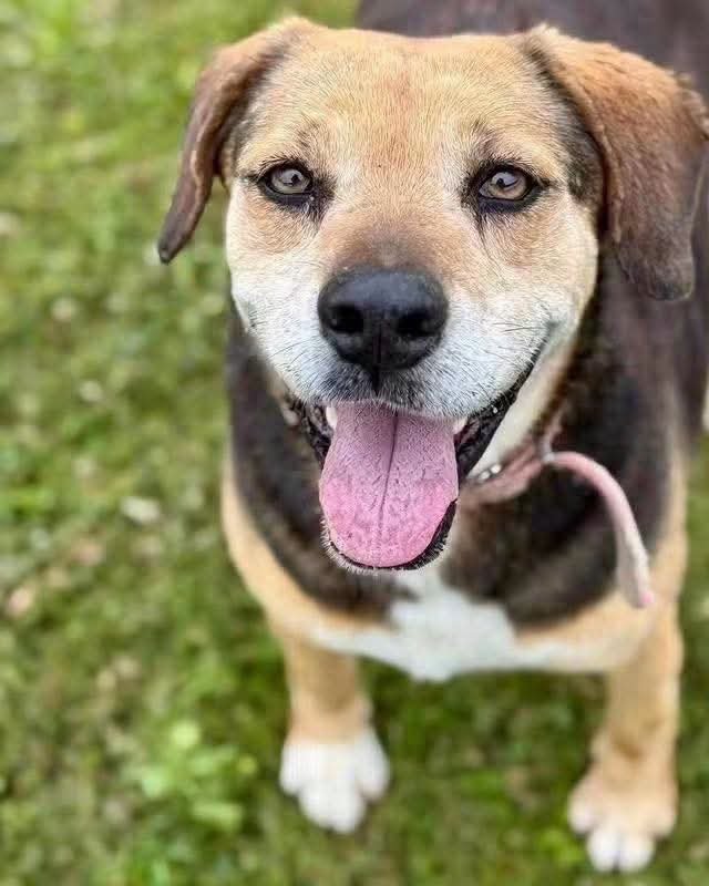 elcampito's tweet photo. Tu Apoyo Hace la Diferencia 🧡
¡Cada vida salvada en el refugio es gracias a vos! Para que podamos seguir rescatando, tu ayuda es fundamental.

Podés hacer una donación a través de Mercado Pago https://t.co/YLldVC66Ot

Otras maneras de colaborar?
➡️ https://t.co/TRhavbMKJn https://t.co/dg0RU64MUR