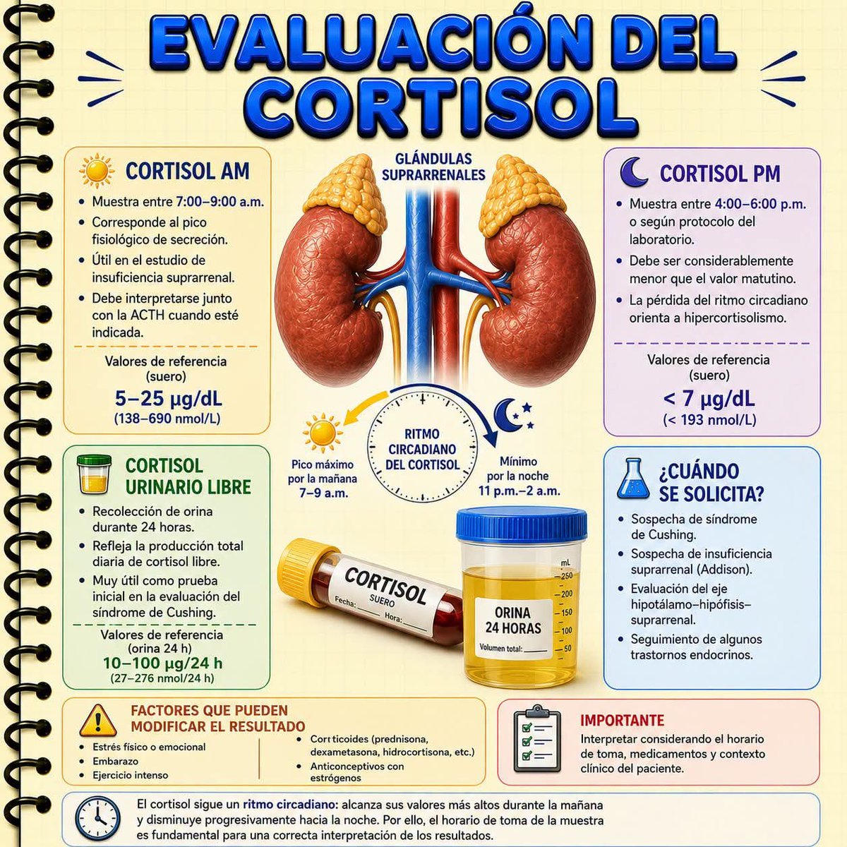 Isabel_Martiz's tweet photo. 🧪 El cortisol es una de las hormonas más importantes para responder al estrés y mantener el equilibrio del organismo. https://t.co/qDzQDZHUNe