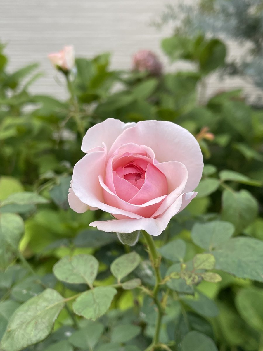 NaoyaHamada's tweet photo. 今日の尚整体♪

７月１日の出逢い❣️

感謝❗️

尚氣功整体　
氣功整体
田園調布
完全予約制
10:00~20:00
naoseitai825@gmail.com 
出張、遠隔施術もお受けしております。
お気軽にご連絡下さい。 https://t.co/kslPmTX0k1