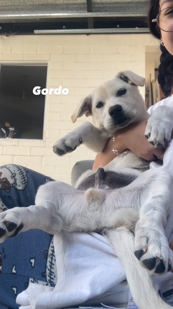 Anysligtht's tweet photo. goldito 🔥🔥🔥 https://t.co/LEim95P8SC