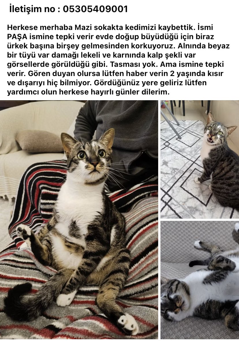 kfvarisli's tweet photo. @alyareckles Merhaba şans kedisi benim yavrumla kavuşmam için dua eder misin ? Onu İstanbul Kağıthane hürriyet mahallesi mazi sokakta kaybettim…. https://t.co/GqSPzlQycw