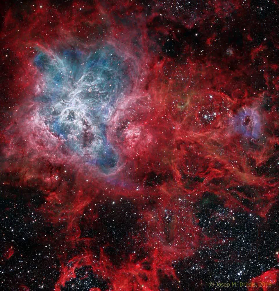 konstructivizm's tweet photo. The Cosmic Web of the Tarantula Nebula Deep in the Large Magellanic Cloud, a small satellite galaxy orbiting our Milky Way, lies one of the most spectacular star-forming factories in the entire Local Group: the Tarantula Nebula.This colossal stellar nursery stretches an astonishing 1,000 light-years across — a true monster of cosmic proportions. If it were as close to us as the Orion Nebula (just 1,500 light-years away), it would dominate the night sky, spanning the width of 60 full Moons!The image reveals the nebula’s intricate, spidery structure glowing in the vivid colors of hydrogen and oxygen. At its heart sits NGC 2070, a dense star cluster packed with some of the most massive and luminous stars known to exist. These blue-white giants burn with ferocious intensity, sculpting the surrounding gas into dramatic pillars, filaments, and glowing ridges.Because these heavyweight stars live fast and die young, the Tarantula Nebula is also a cosmic graveyard. It sits right next to the site of the closest supernova observed in modern times — a dramatic reminder that creation and destruction go hand-in-hand in the universe.This breathtaking portrait showcases the raw power and beauty of nature’s grandest star factories.
Image Credit : Josep M. Drudis