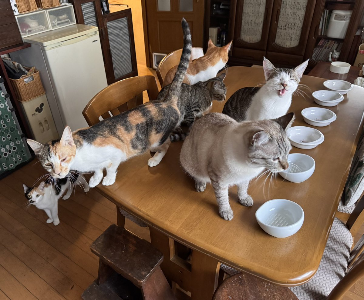 yonakiishi's tweet photo. 今朝は6匹全員にかわるがわる顔を舐められて起こされました。猫目覚まし。 https://t.co/Ac2lVbayDm