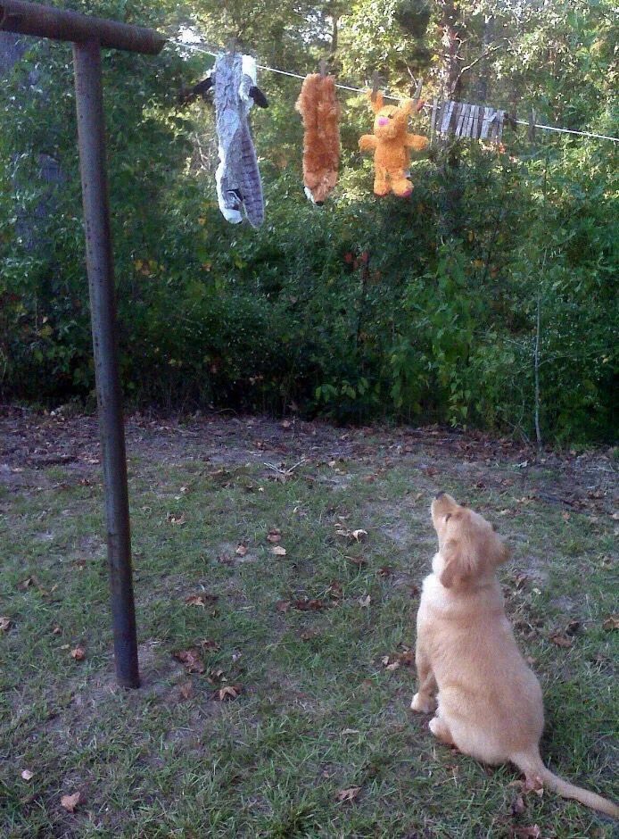 Puppieslover's tweet photo. https://t.co/h1UpoyFUIC