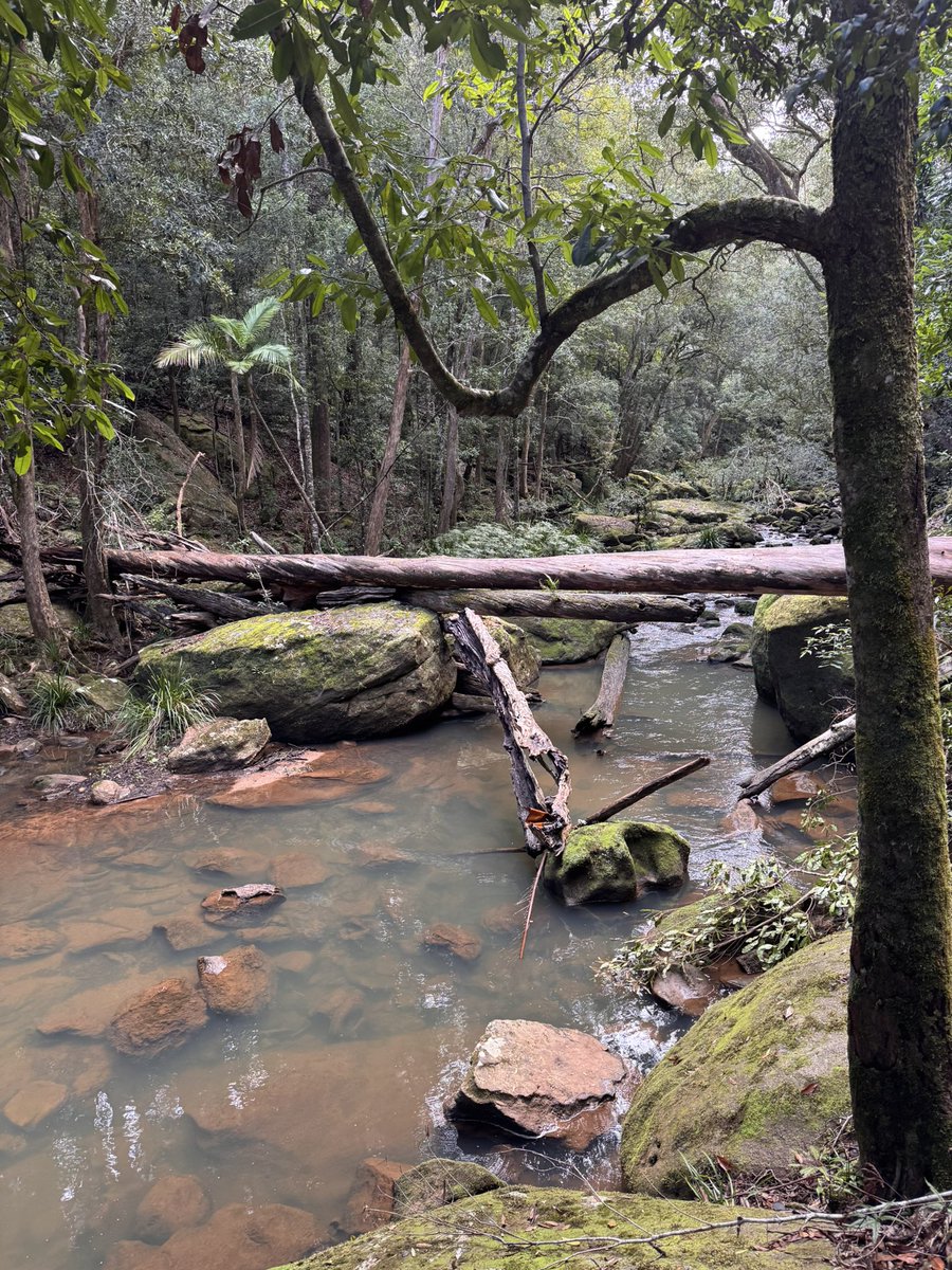 TurnbullSimon's tweet photo. Swans crossing :)
Amazing place 
#trailrun https://t.co/QUva04Jbhd
