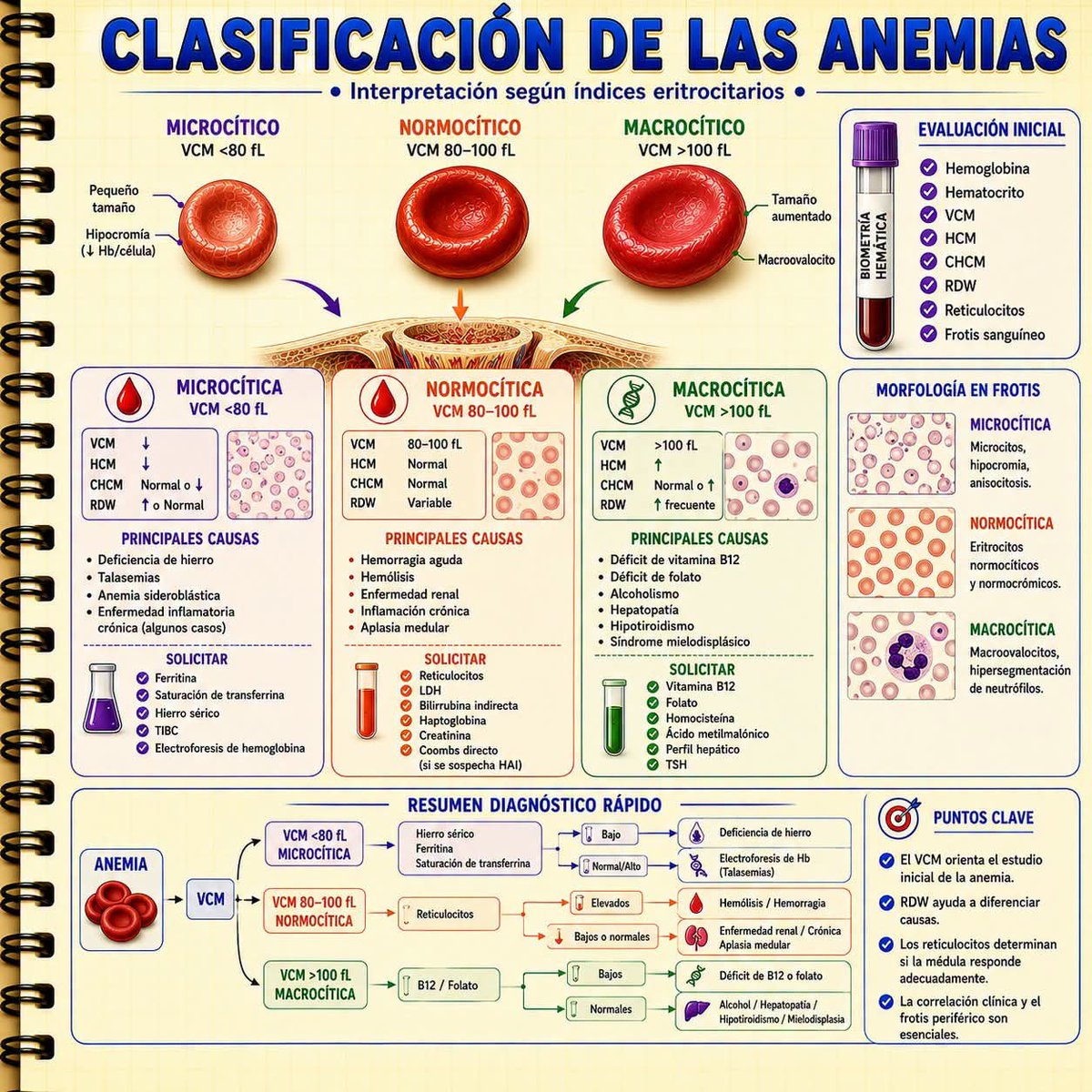 Mar_Tinez05's tweet photo. 🧪 El cortisol es una de las hormonas más importantes para responder al estrés y mantener el equilibrio del organismo. https://t.co/MTAgzoRV29
